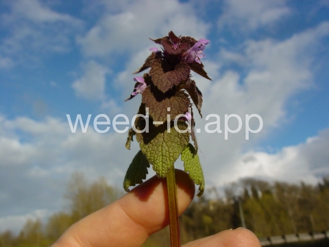 deadnettle, purple